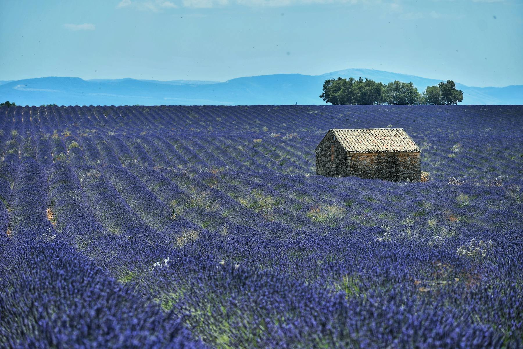 Lavender fields above the mas