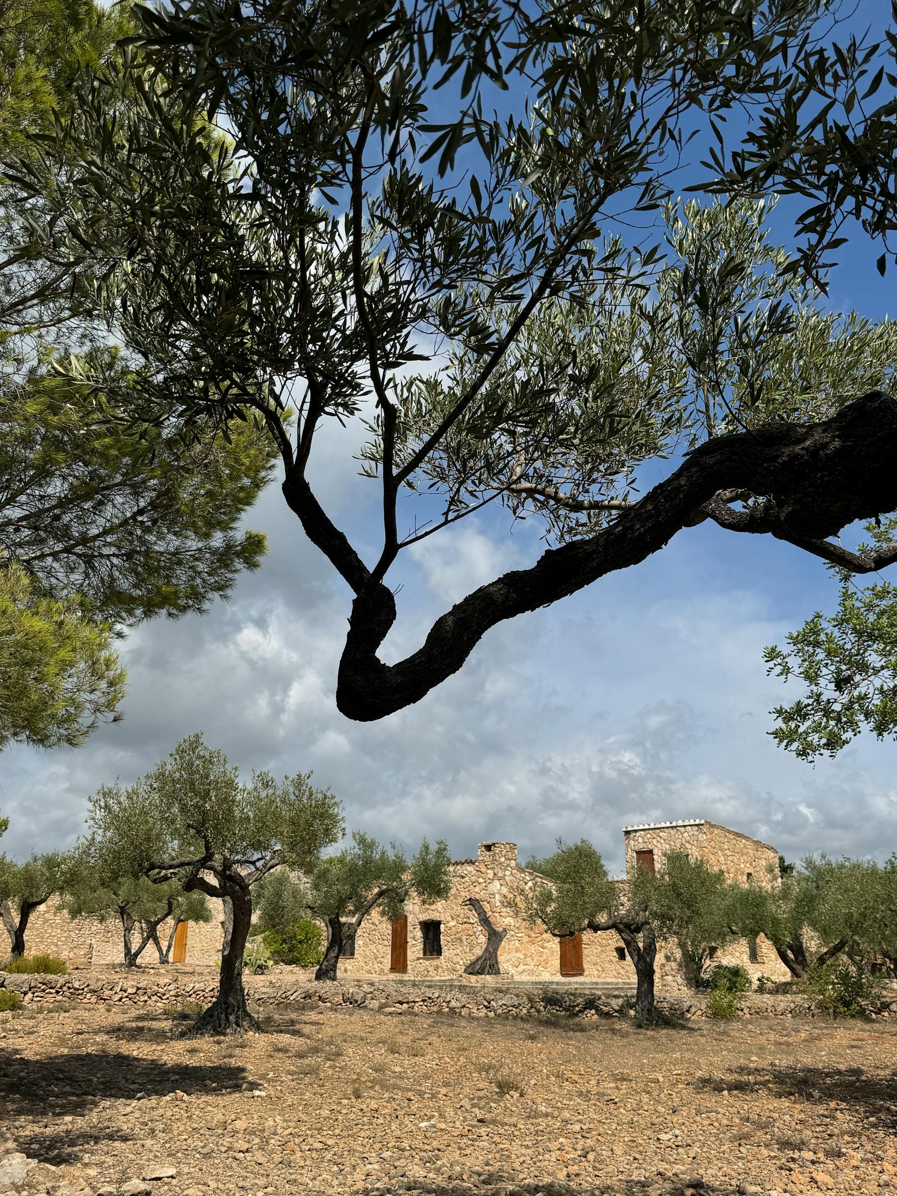 Olive trees behind the house